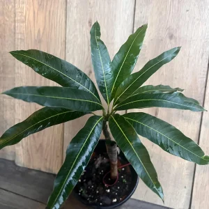 Nam Doc Mai Thai Mango Live Plant - Grafted Fruit Tree in 3 Gallon Pot - Image 10