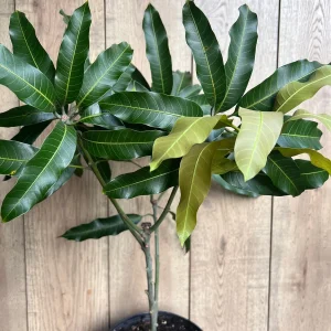 Nam Doc Mai Thai Mango Live Plant - Grafted Fruit Tree in 3 Gallon Pot - Image 2