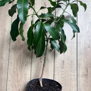 Nam Doc Mai Thai Mango Live Plant - Grafted Fruit Tree in 3 Gallon Pot - Image 3