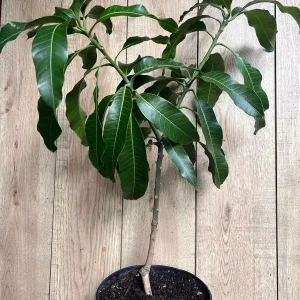 Nam Doc Mai Thai Mango Live Plant - Grafted Fruit Tree in 3 Gallon Pot - Image 4