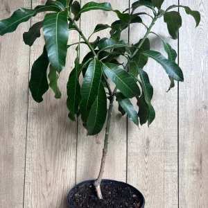 Nam Doc Mai Thai Mango Live Plant - Grafted Fruit Tree in 3 Gallon Pot - Image 5