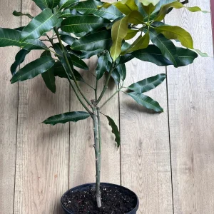 Nam Doc Mai Thai Mango Live Plant - Grafted Fruit Tree in 3 Gallon Pot - Image 6