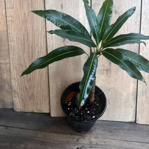 Nam Doc Mai Thai Mango Live Plant - Grafted Fruit Tree in 3 Gallon Pot - Image 8
