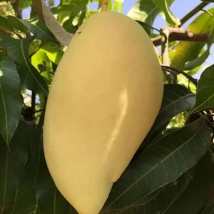 Nam Dok Mai Grafted Mango Live Plant – 12-18" Tall Tropical Fruit Tree - Image 2