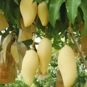 Nam Dok Mai Grafted Mango Live Plant – 12-18