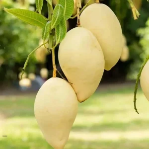 Nam Dok Mai Grafted Mango Live Plant – 12-18