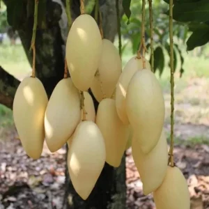 Nam Dok Mai Grafted Mango Live Plant – 12-18