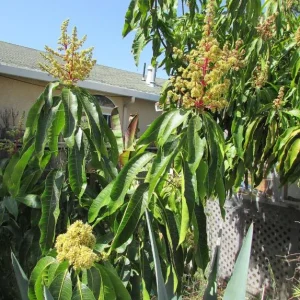 Nam Dok Mai Grafted Mango Live Plant – 12-18