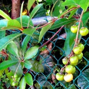 Nance Live Plant - Byrsonima Crassifolia - 2-3 Feet Tall Fruiting Tree in 3 Gal Pot - Image 2