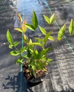 Nandina Heavenly Bamboo Live Plant – 4in Nursery Pot – Outdoor Shrub - Image 4