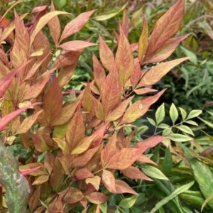 Nandina Heavenly Bamboo Live Plant – Evergreen Shrub – 4in Pot - Image 2