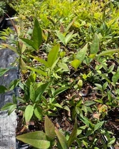 Nandina Heavenly Bamboo Live Plant – Evergreen Shrub – 4in Pot - Image 3