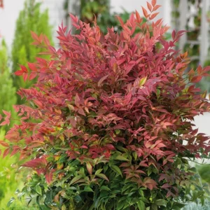 Nandina Heavenly Bamboo Live Plant – Evergreen Shrub – 4in Pot - Image 1