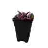 Nanouk Pink Tradescantia Live Plant – 2.5" Pot – Potted Houseplant - Image 1