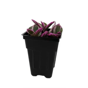 Nanouk Pink Tradescantia Live Plant – 2.5