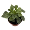 Napoli Nights Peperomia Live Plant – 2.5 inch Pot – Indoor Foliage Plant - Image 1