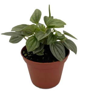 Napoli Nights Peperomia Live Plant – 2.5 inch Pot – Indoor Foliage Plant - Image 2