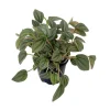 Napoli Nights Peperomia Live Plant – 4 inch Pot – Indoor Houseplant - Image 1