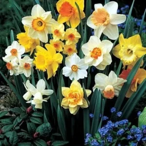 Narcissus Bulb Mix - Variety of Colors & Shapes - Mid Spring Blooms - Zone 2-10 - Image 2