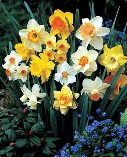 Narcissus Bulb Mix - Variety of Colors & Shapes - Mid Spring Blooms - Zone 2-10 - Image 2