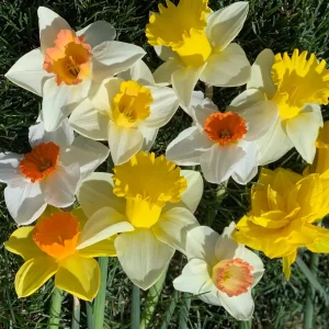 Narcissus Bulb Mix - Variety of Colors & Shapes - Mid Spring Blooms - Zone 2-10 - Image 3
