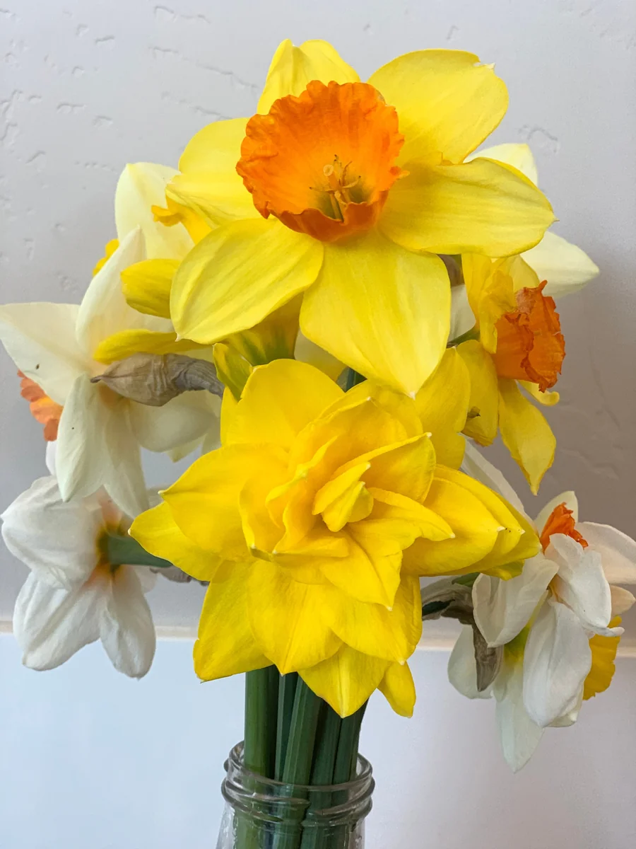 Narcissus Bulb Mix - Variety of Colors & Shapes - Mid Spring Blooms - Zone 2-10 - Image 4