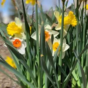 Narcissus Bulb Mix - Variety of Colors & Shapes - Mid Spring Blooms - Zone 2-10 - Image 6