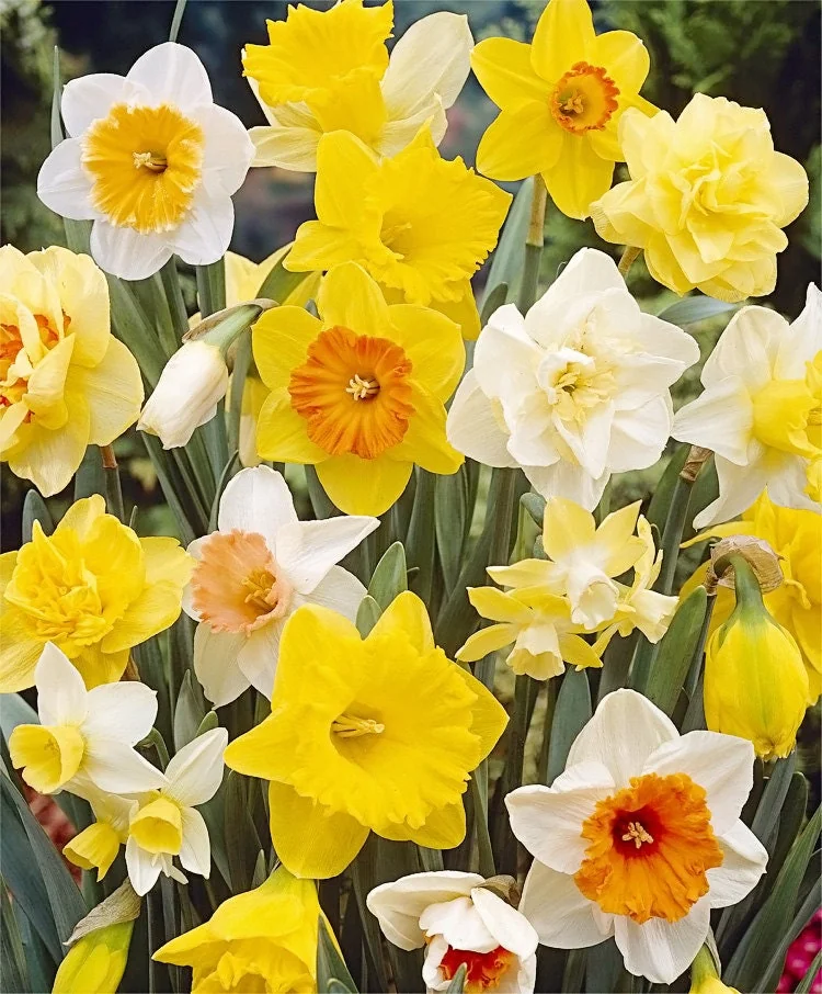 Narcissus Bulb Mix - Variety of Colors & Shapes - Mid Spring Blooms - Zone 2-10 - Image 1