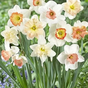 Narcissus Bulbs Pink Mixture - Mid Spring Blooms, 12-16