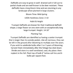 Narcissus Bulbs Pink Mixture - Mid Spring Blooms, 12-16