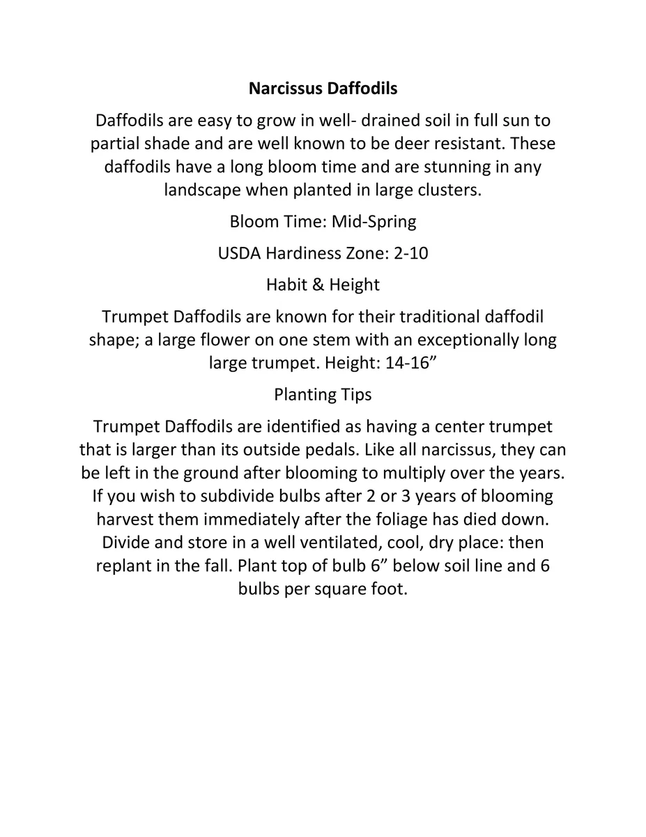 Narcissus Bulbs Pink Mixture - Mid Spring Blooms, 12-16" Tall, Zone 2-10 - Image 3