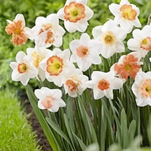 Narcissus Bulbs Pink Mixture - Mid Spring Blooms, 12-16