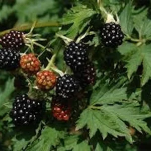 Natchez Blackberry Live Plant - Thornless Rubus - Starter Plug - Image 7