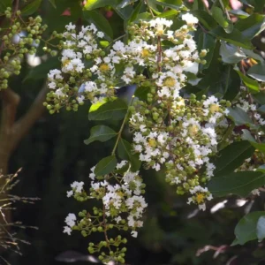 Natchez Crape Myrtle Live Plant – 1 Gallon Pot – White Flowers – Outdoor Shrub/Tree - Image 2
