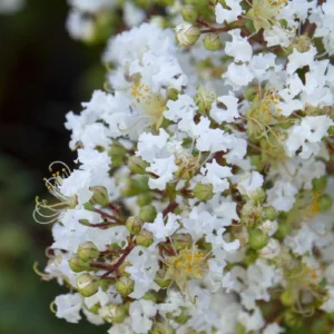Natchez Crape Myrtle Live Plant – 1 Gallon Pot – White Flowers – Outdoor Shrub/Tree - Image 1