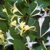 Native Honeysuckle Vine Plant – Live Plant – Rooted – 3.5 inch Pot – Outdoor - Image 1