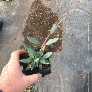 Native Honeysuckle Vine Plant – Live Plant – Rooted – 3.5 inch Pot – Outdoor - Image 2