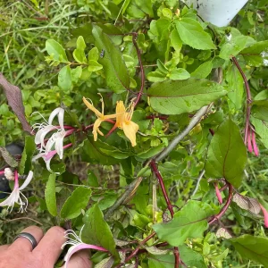 Native Honeysuckle Vine Plant – Live Plant – Rooted – 3.5 inch Pot – Outdoor - Image 3