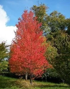 Native Red Maple Tree Live Plant – 1 Quart Pot – Deciduous Outdoor - Image 1