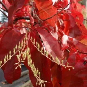 Native Sourwood Tree Live Plant – Quart Pot – Oxydendrum arboreum – Fragrant Summer Blooms & Brilliant Fall Color - Image 2