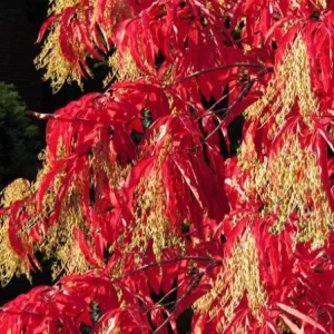 Native Sourwood Tree Live Plant – Quart Pot – Oxydendrum arboreum – Fragrant Summer Blooms & Brilliant Fall Color - Image 3