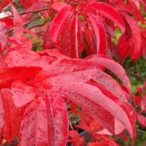 Native Sourwood Tree Live Plant – Quart Pot – Oxydendrum arboreum – Fragrant Summer Blooms & Brilliant Fall Color - Image 7