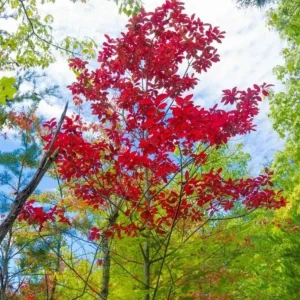 Native Sourwood Tree Live Plant – Quart Pot – Oxydendrum arboreum – Fragrant Summer Blooms & Brilliant Fall Color - Image 1