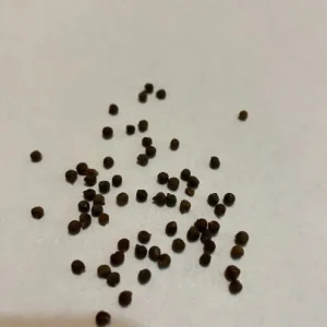 Native Tennessee Swamp Mallow Hibiscus Seeds - Perennial Flower Seeds - Image 2