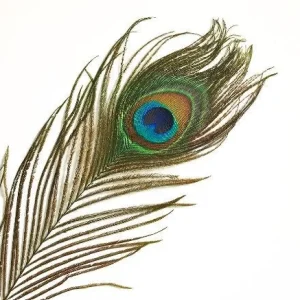 Natural Peacock Feathers 12-15 Inch Lengths - Craft & Decor Supply - Image 2