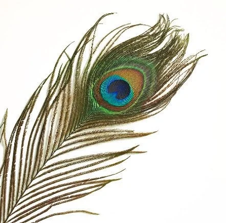 Natural Peacock Feathers 12-15 Inch Lengths - Craft & Decor Supply - Image 2