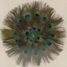 Natural Peacock Feathers 12-15 Inch Lengths - Craft & Decor Supply - Image 3