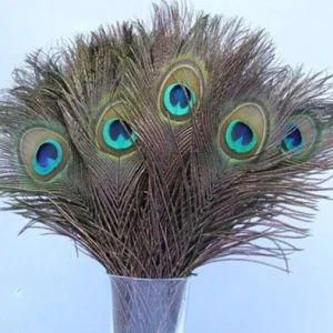 Natural Peacock Feathers 12-15 Inch Lengths - Craft & Decor Supply - Image 5