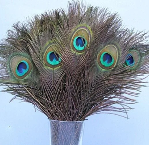 Natural Peacock Feathers 12-15 Inch Lengths - Craft & Decor Supply - Image 5