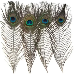 Natural Peacock Feathers 12-15 Inch Lengths - Craft & Decor Supply - Image 6